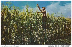 Man with Large Corn