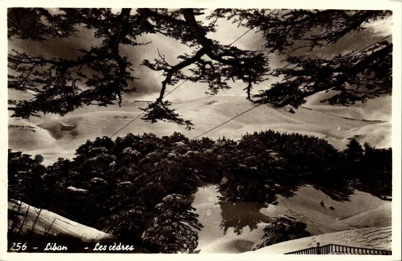 lebanon, Les Cèdres du Liban, Cedrus Cedar (1950s) RPPC Postcard (1)