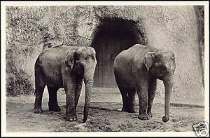 netherlands, ARNHEM, Burger's Zoo, ELEPHANTS 1950s RPPC