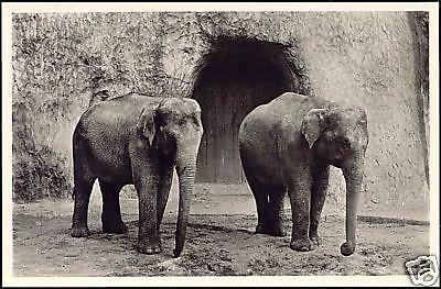 netherlands, ARNHEM, Burger's Zoo, ELEPHANTS 1950s RPPC