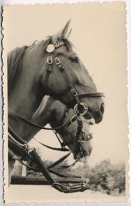 Two Bridled Horses Horse Western Bridle Real Photo Postcard D8