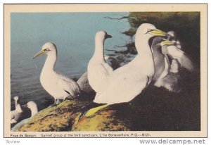 Fous de Bassan, Gannet group at the bird sactuary, L'lle Bonaventrue, Quebec,...