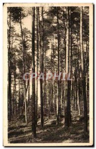 Old Postcard Foret Landes