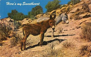 Sweethearts of the Desert Donkey 1961 