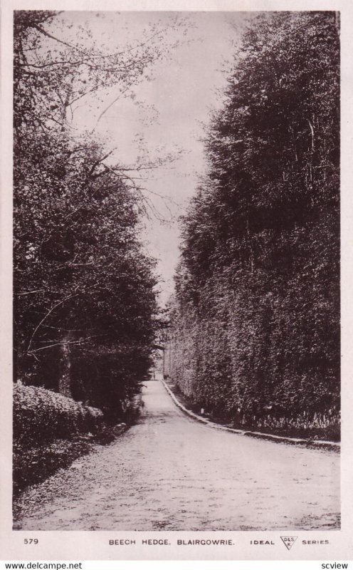 RP; MEIKLEOUR, Perthshire, Scotland, 1920-1940s; Beech Hedge