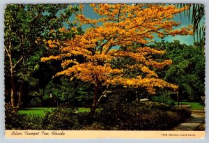 Silver Trumpet Tree, Florida, 1975 Chrome Postcard