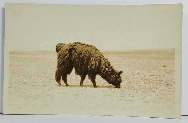 Rppc Bolivian Alpaca Long Fur c1907 Real Photo Postcard O20