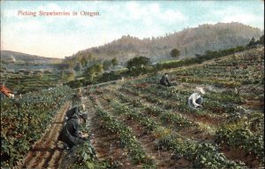 Oregon OR Picking Strawberries Hillside Field & Pickers 1900s-20s Postcard