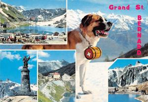 BR84828 colle del gran s bernardo italy dog