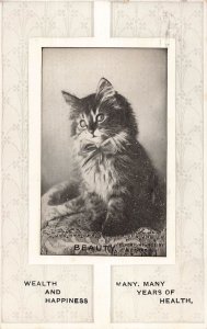 1916 Postcard Fluffy Kitten Bow Tie Attleboro MA Plainville MA Vintage Cat