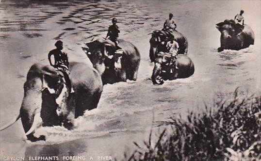 Elephants Fording A River Ceylon Sri Lanka Real Photo