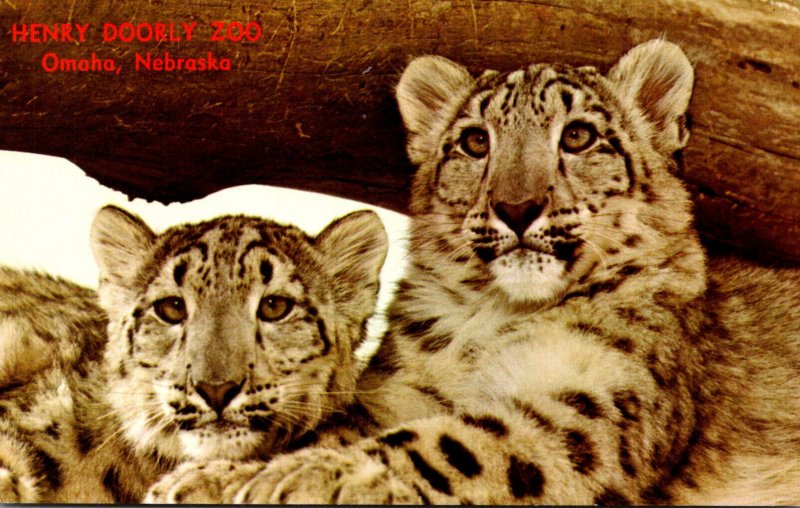Nebraska Omaha Snow Leopard Cubs Henry Doorly Zoo