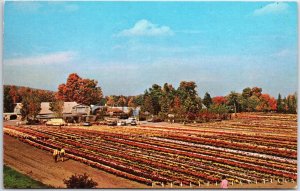 VINTAGE POSTCARD CHRYSANTHENUMS GROWN AT BRISTOL NURSERIES CONNECTICUT