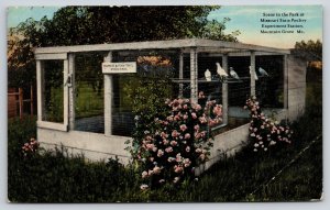 Mountain Grove Missouri~Poultry Experiment Station~Homer Fan Tail Pigeons~c1910