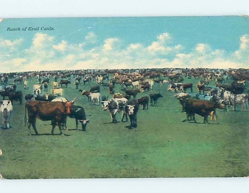 Pre-Linen western LARGE GROUP OF TRAIL CATTLE COWS GRAZING HJ4817