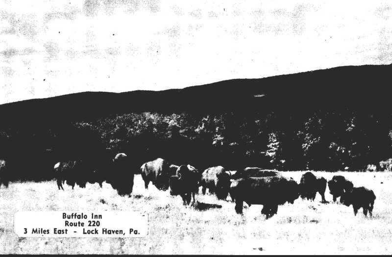 Pennsylvania Lock Haven Buffalo Inn Route 220 Buffalo Herd In Natural Habitat...