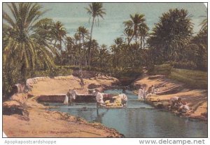 Algeria Algiers Oasis Scene