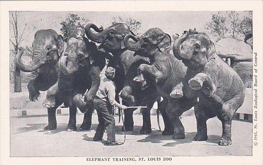 Elephants Elephant Training St Louis Zoo