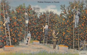 Picking Oranges in FL Citrus 1946 