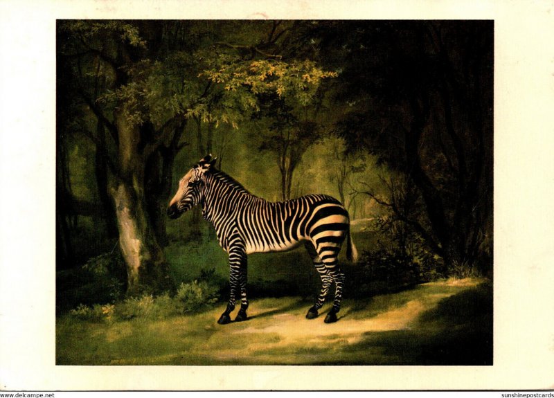 Zebra By George Stubbs 1982