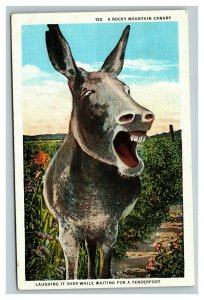 Vintage Linen Postcard Rocky Mountain Canary Mule Laughing POSTED