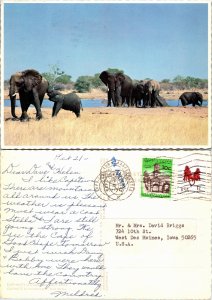 Elephants (33149