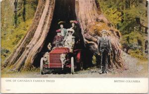 One of Canada's Famous Trees British Columbia BC Car Tree UNUSED Postcard D87