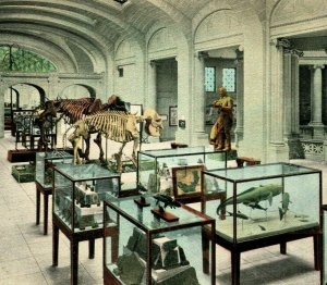 Hall of Paleontology State Museum Albany New York NY UNP 1920s Postcard Unsued