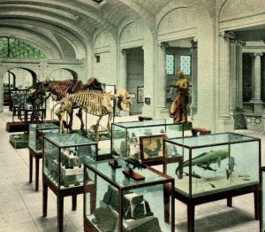 Hall of Paleontology State Museum Albany New York NY UNP 1920s Postcard Unsued 