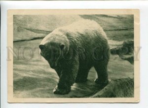 3170549 Russian ZOO Cute POLAR BEAR vintage 1931 year PC