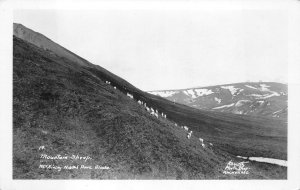 RPPC MOUNTAIN SHEEP McKINLEY NATIONAL PARK ALASKA REAL PHOTO POSTCARD (c. 1930s)