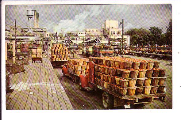 H J Heinz Co Factory, Trucks, Many Bushels of Apples,  Leamington, Ontario