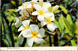 Plumeria Blossoms Hawaii Postcard PC375