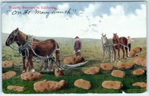 EXAGGERATION ~~  DIGGING POTATOES in CALIFORNIA  1910  Postcard