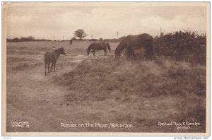 YELVERTON, England, PU-1961; Ponies On The Moor