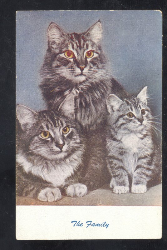 THE FAMILY CUTE CATS KITTENS CAT KITTY VINTAGE POSTCARD