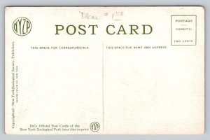 Baby Monkey  Bronx Zoo  New York   Postcard