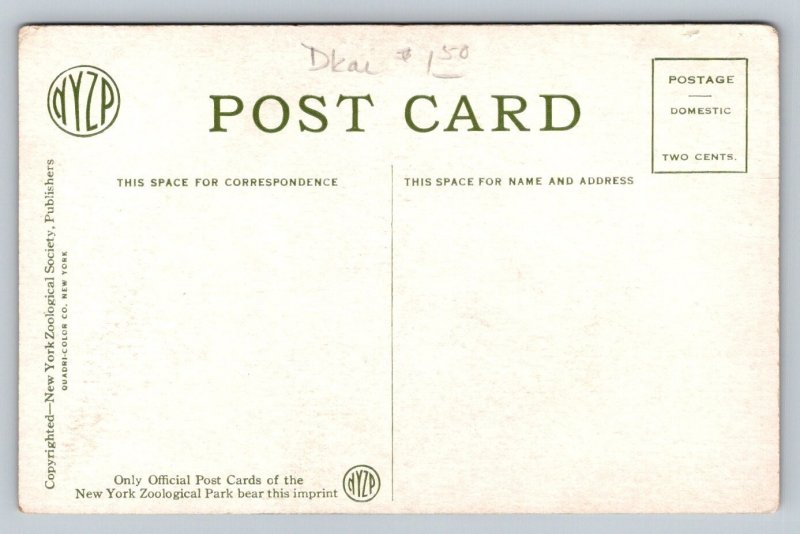 Baby Monkey  Bronx Zoo  New York   Postcard