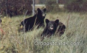 Bear, Black and Brown Bear Unused 