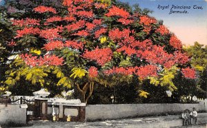 Bermuda Postcard Old Vintage Island Post Card Royal Poinciana Tree Unused