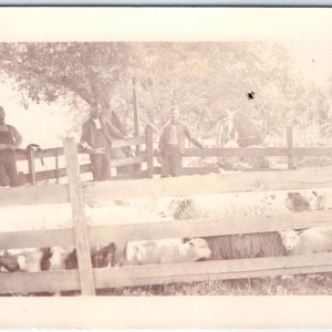 c1910s Occupational Farmers & Livestock RPPC Sheep Animal Farm Real Photo A139