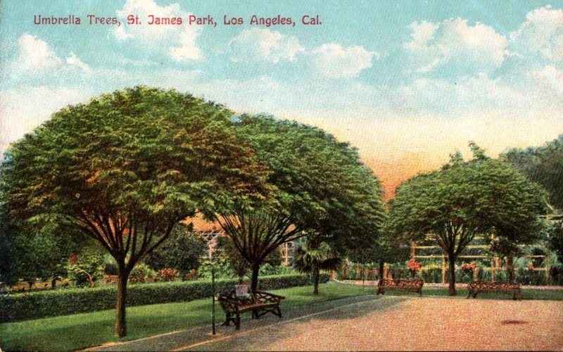 California Los Angeles St James Park Showing Umbrella Trees