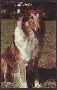 Collie Postcard BIN
