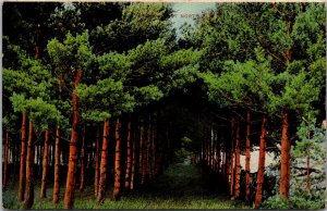 Pine Forest North Elm Street, Manchester NH c1909 Vintage Postcard T74