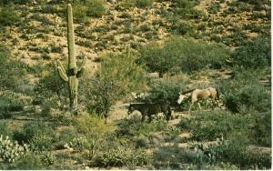 Pretty Arizona/AZ Postcard, Open Rangeland/Cattle Grazing