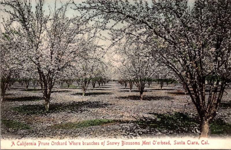 California Santa Clara Prune Orchard Where Branches Of Snowy Blossoms Meet Ov...