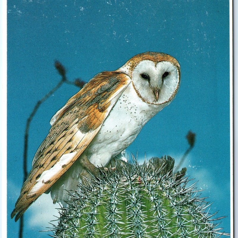 c1970s Pub Phoenix, AZ Barn Owl on Desert Cactus 4x6 PC Paul Berquist Photo M9