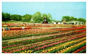Postcard FARM SCENE Holland Michigan MI AS5670