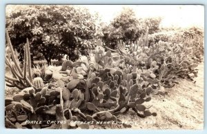 RPPC  EDINBURG, Texas TX ~ PIATLE CACTUS GARDENS 1939 Real Photo Postcard