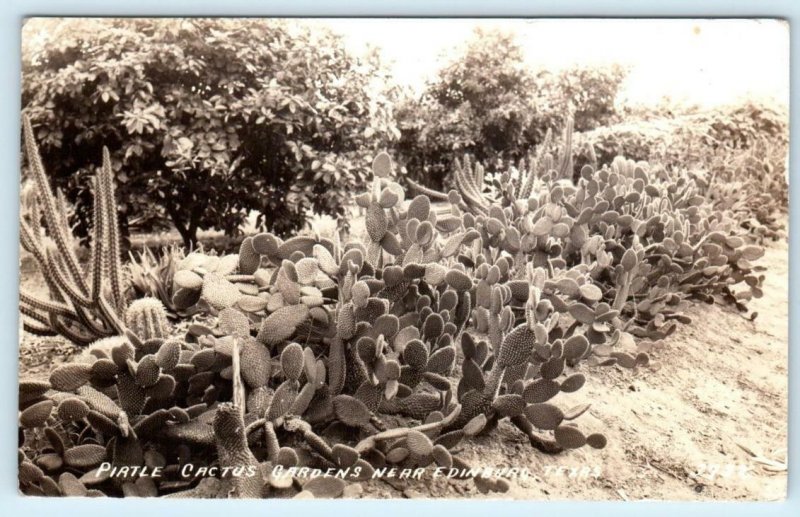 RPPC  EDINBURG, Texas TX ~ PIATLE CACTUS GARDENS 1939 Real Photo Postcard